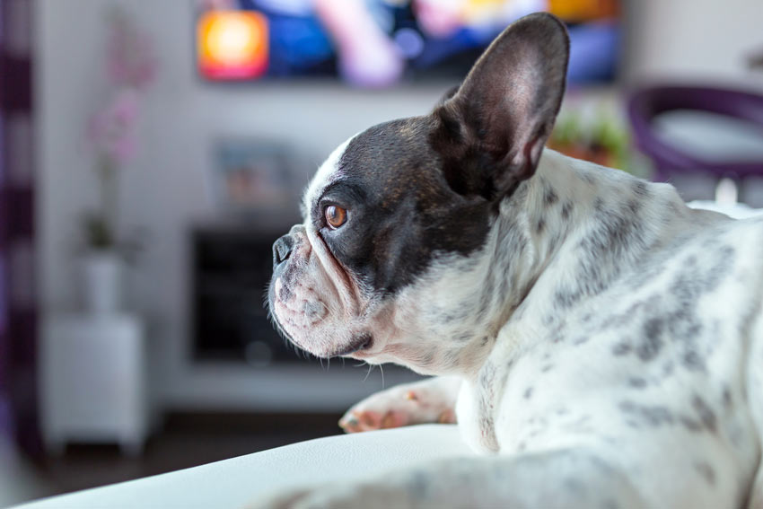 Eine wunderschöne schwarz-weiße Französische Bulldogge sieht fern