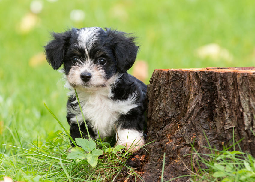 A beautiful little Havanese puppy with a well maintained coat