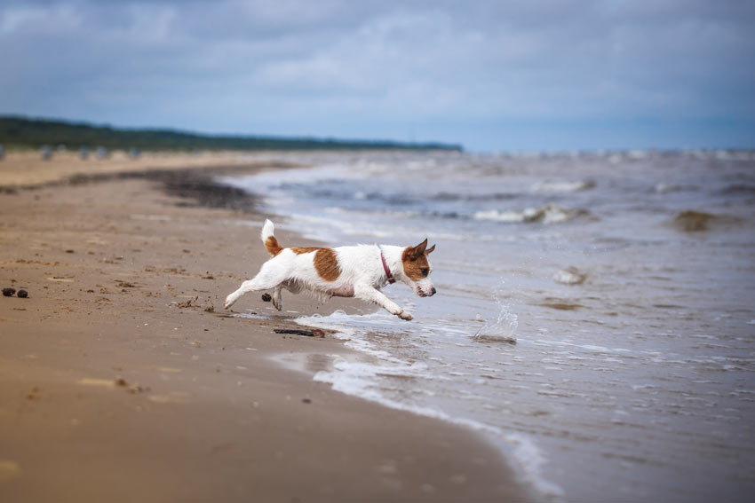 Ein wunderschöner Jack Russel Terrier rennt über den Sand dem Meer entgegen