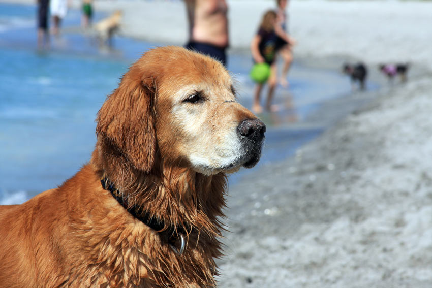 Ein wunderschöner alter Hund liegt entspannt am Strand