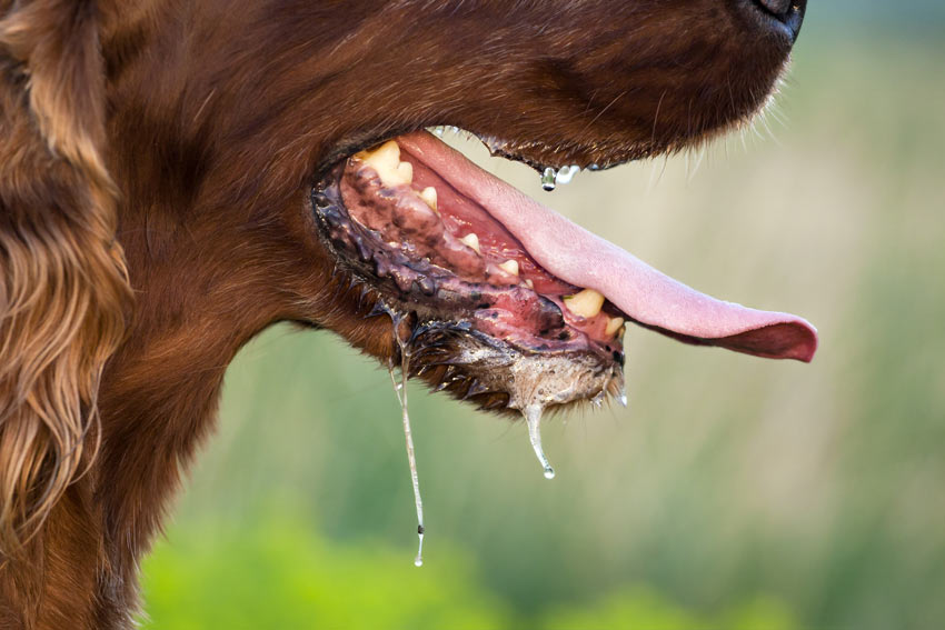 A beautiful red coated Setter drooling