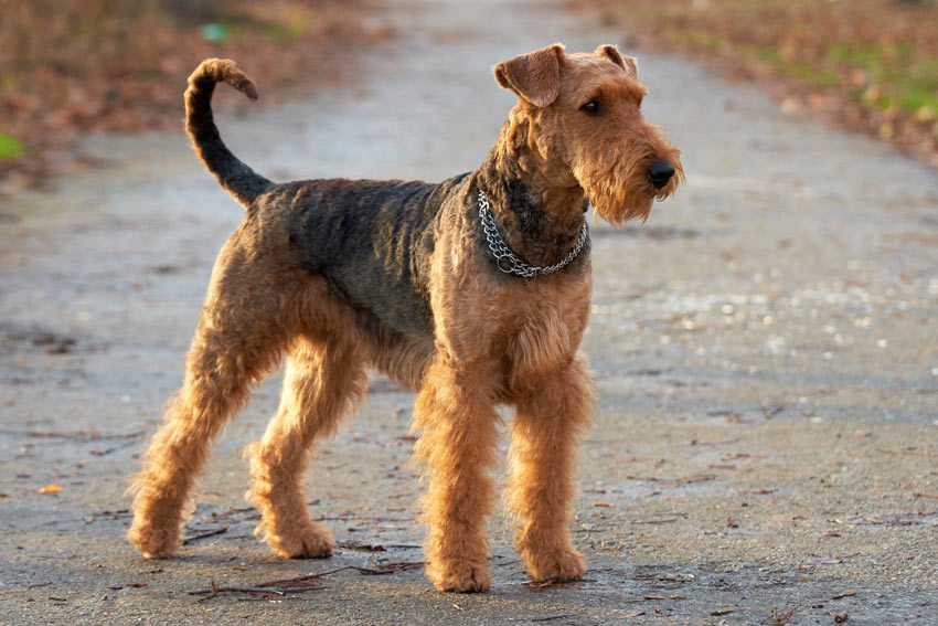 A beautiful wiry Airedale Terrier Medium Sized_Dog's tongue out