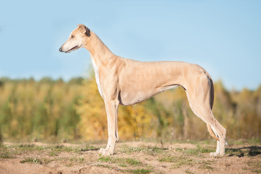 Ein wunderschöner, junger Greyhound mit einem unglaublich glatten Fell