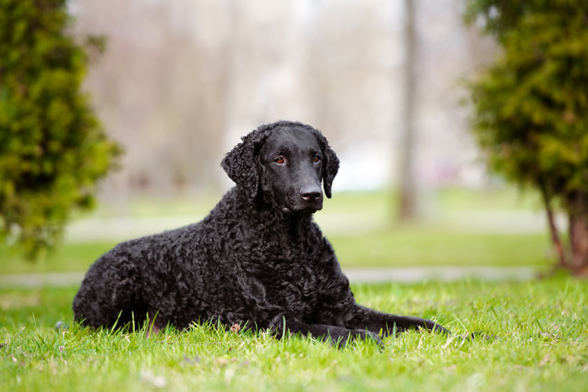 A black Curly Coated Retriever showing off its wonderful thick curly coat