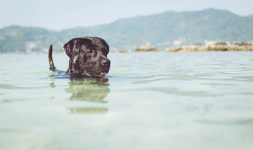 A black Labrador having a good swim