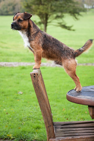 A border terrier with a wiry coat