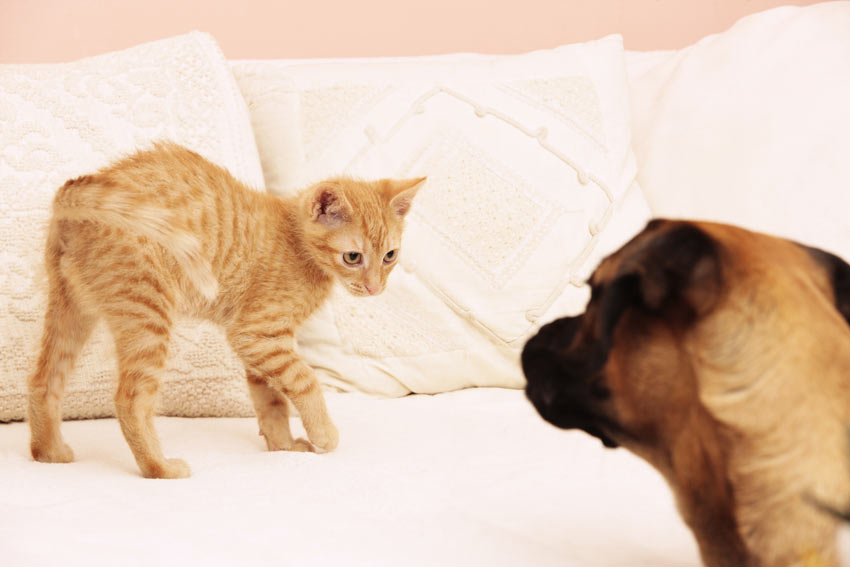 Eine Katze vermeidet bewusst einen fremden Hund  