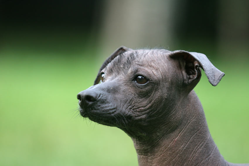 A close up of a beautiful Mexican Hairless dog