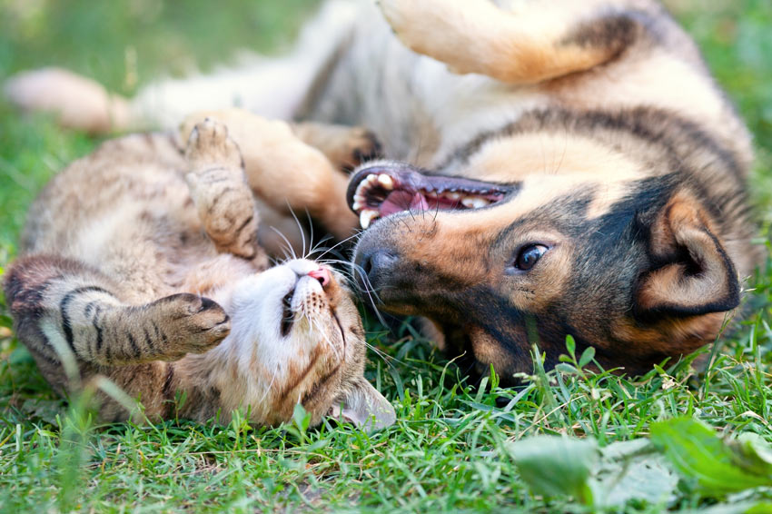 A dog and a cat rolling around on the grass