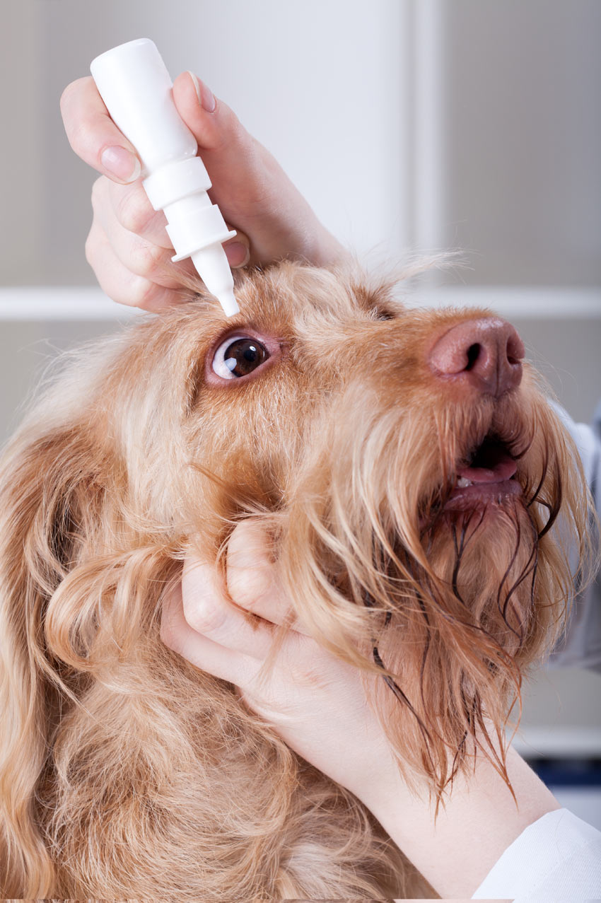 A dog being given eye drops