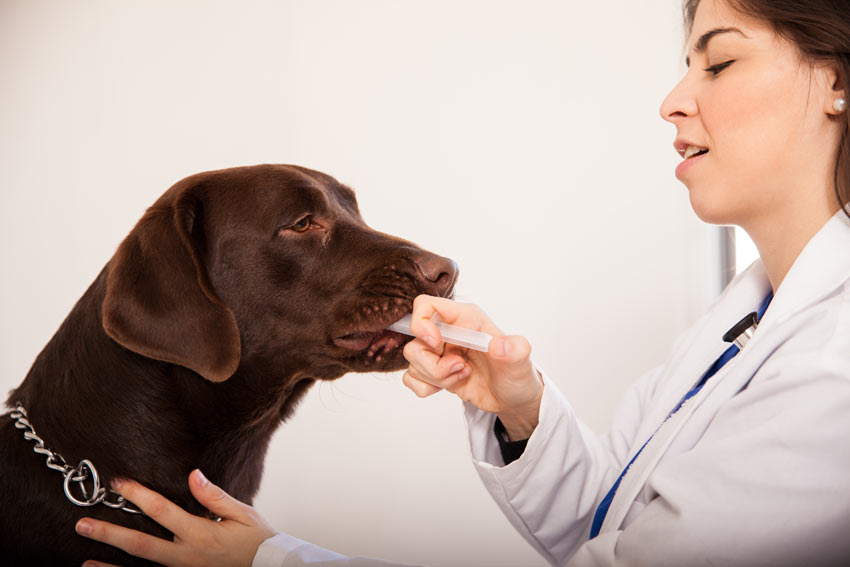 Ein Hund bekommt mit einer Spritze oral Medizin