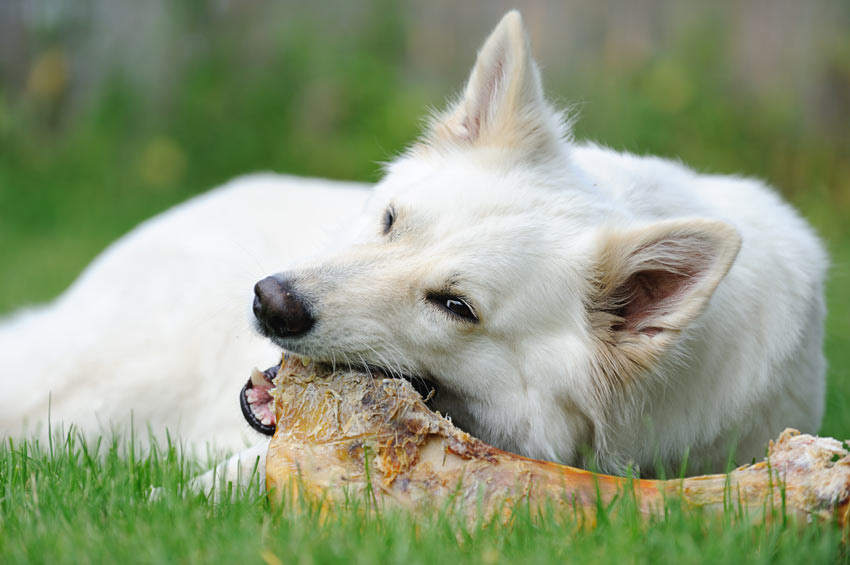 A dog chewing a large beef bone