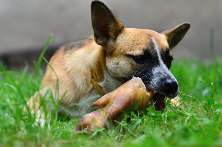 A dog eating a pig trotter that its owner has bought from the local pet shop