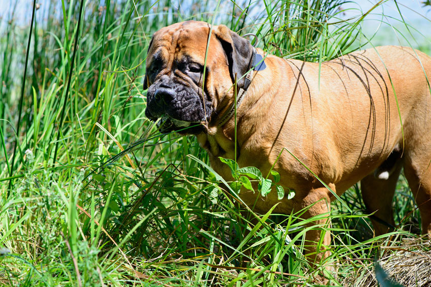 Ein Hund isst Gras, damit er sich übergibt