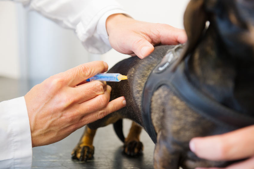 Ein Hund erhält eine Impfung unter die Haut
