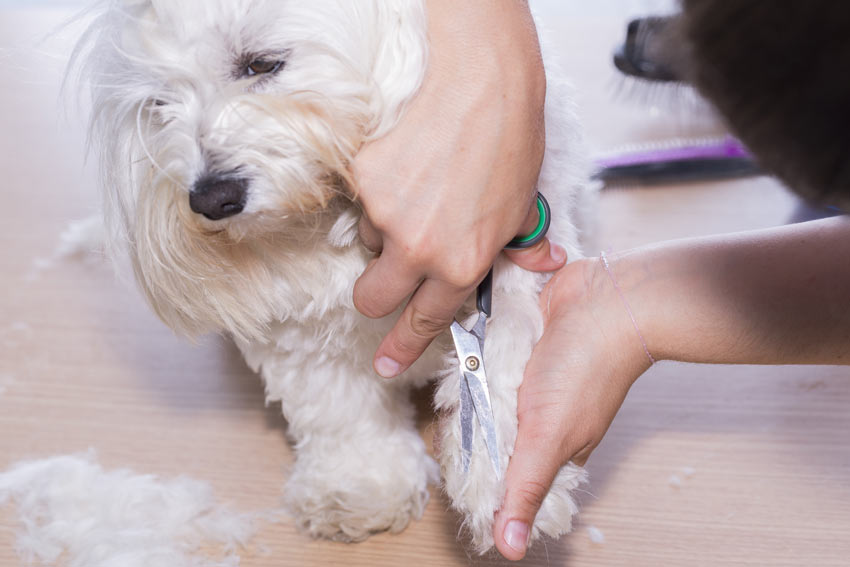 Ein Hund erhält eine Pfotenpflege mit Haarschnitt