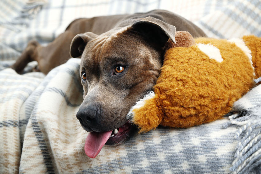 Ein Hund liegt auf dem Sofa und fordert die Autorität seines Besitzers heraus 