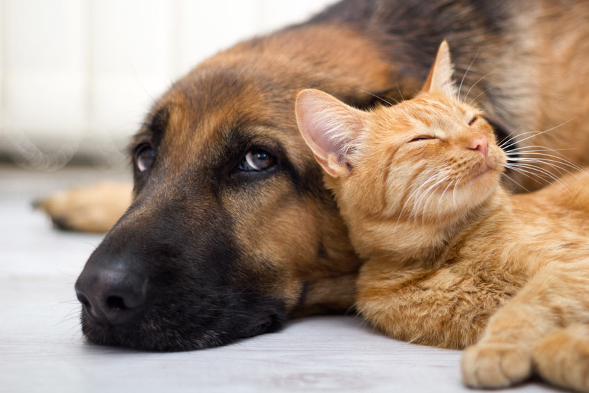 A dog lying down with its ginger cat friend