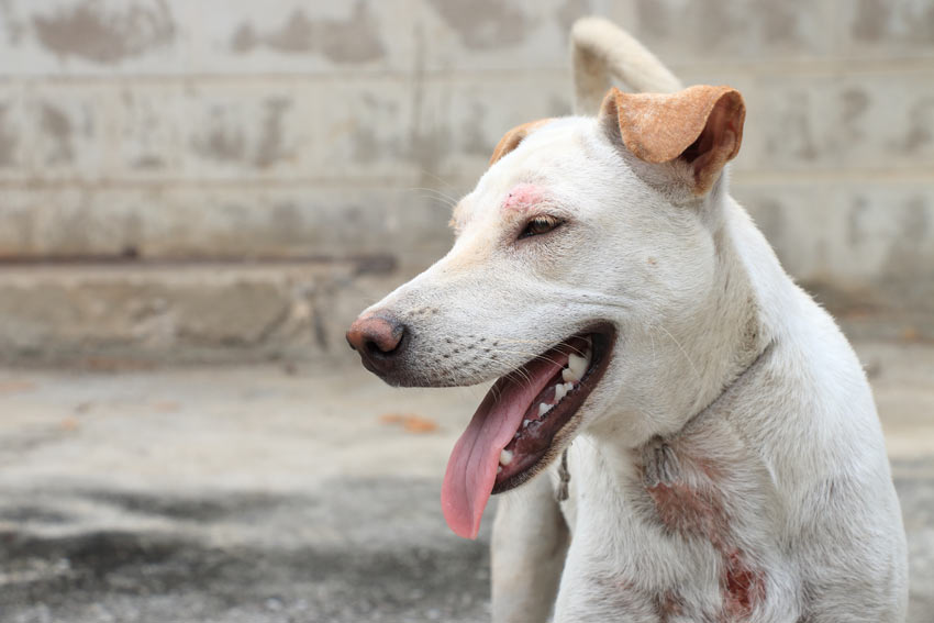 A dog with a skin condition