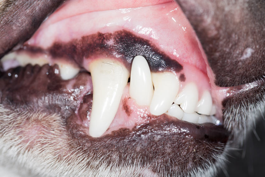 Ein Hund mit gesundem rosa Zahnfleisch