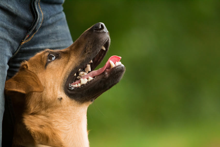 En hund med friska vita tänder