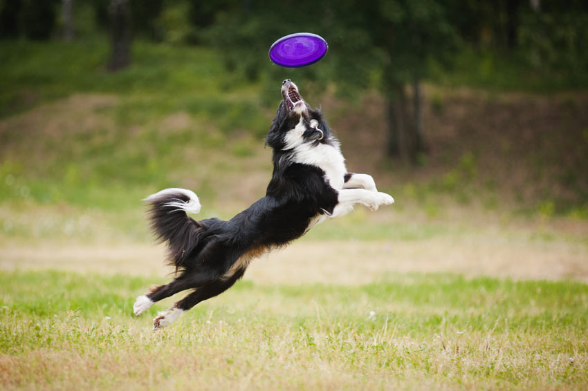 En frisk och glad collie hoppar efter en frisbee