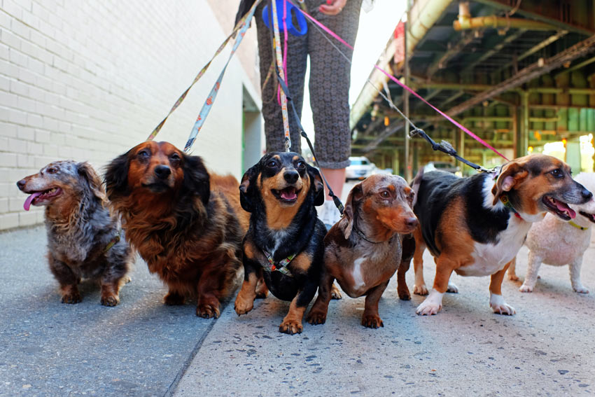 A group of Dachshunds being walked by a dog walker