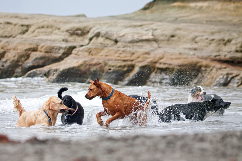 A group of different dog breeds playing together in water