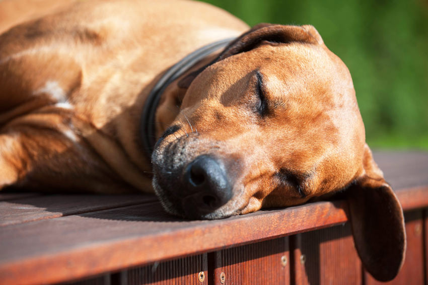 Ein erhitzter und müder Hund ruht sich in der Sommersonne aus