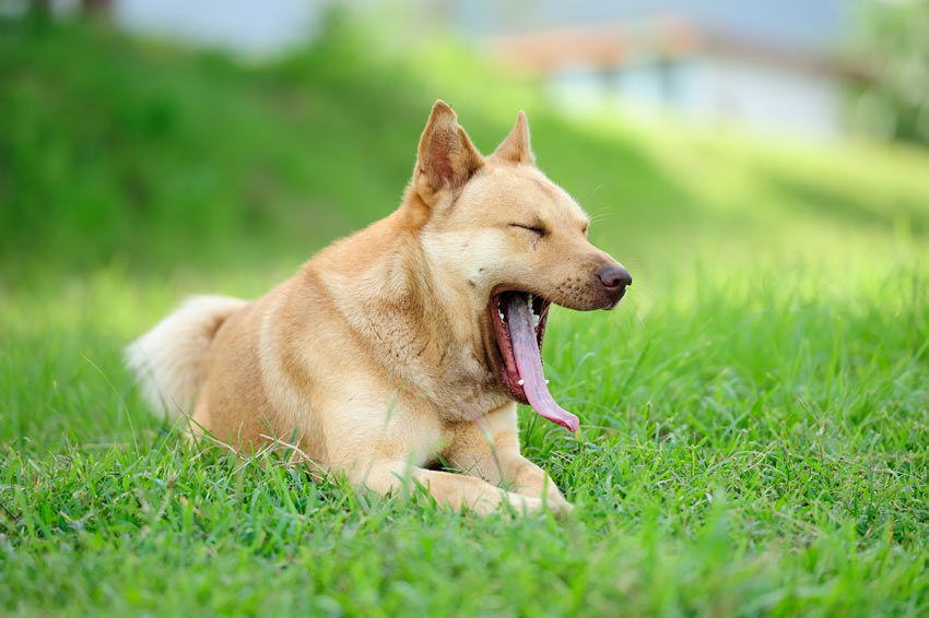 Ein liebenswerter ausgewachsener Hund gähnt während er auf dem Gras liegt