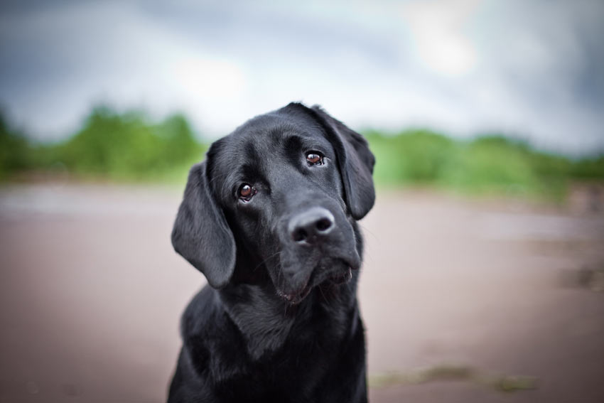 A lovely black coated Labrador Retriever looking sad