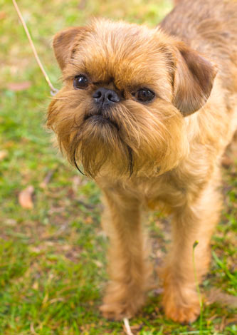 A lovely little Brussels Griffon with a hypoallergenic coat