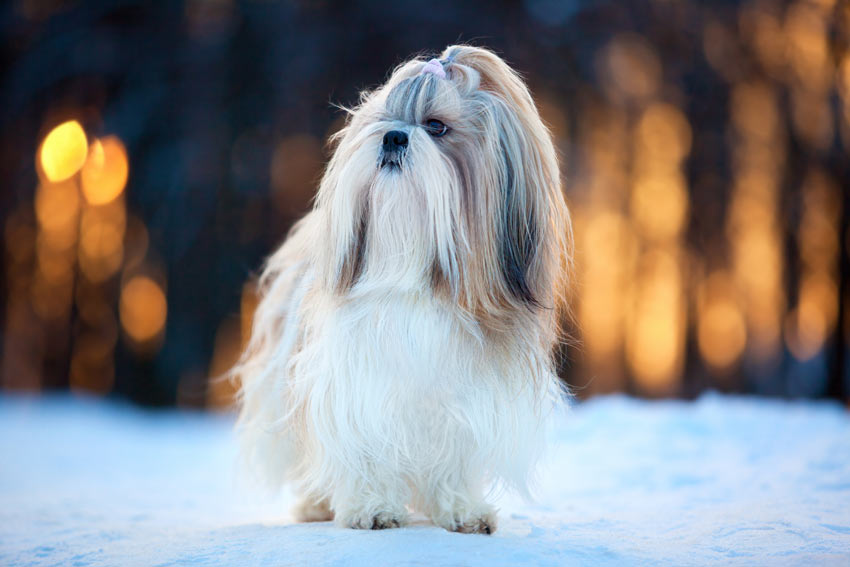 A lovely little Shih Tzu with a wonderful Long Coat