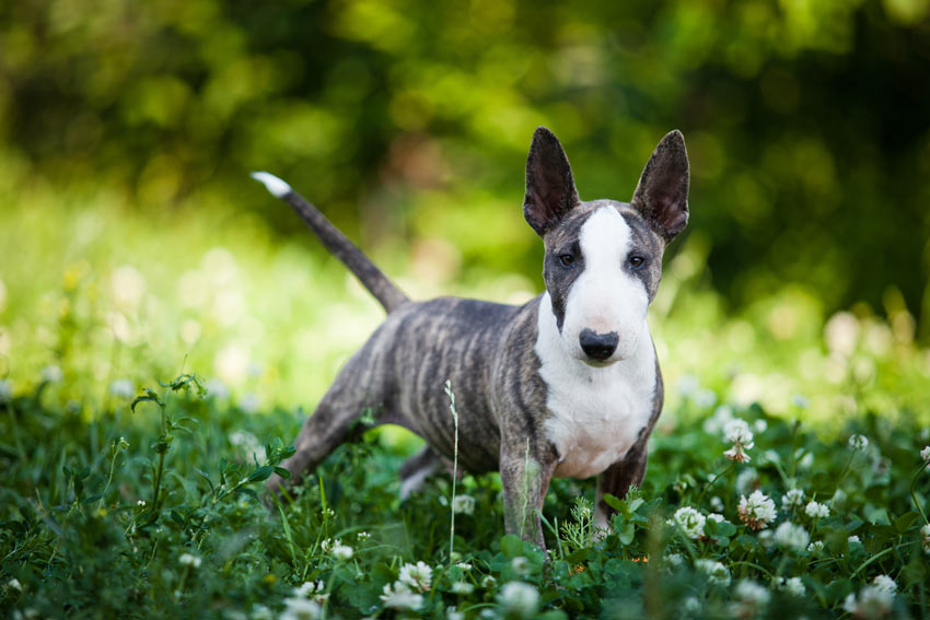 A lovely young Bull Terrier with a short hypoallergenic coat