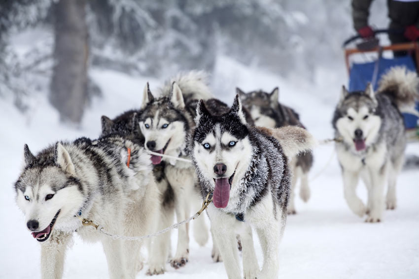 A pack of Siberian Huskies pulling a sled