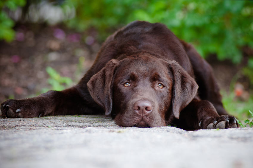 Ein sehr traurig drein schauender schokoladenbrauner Labrador Welpe