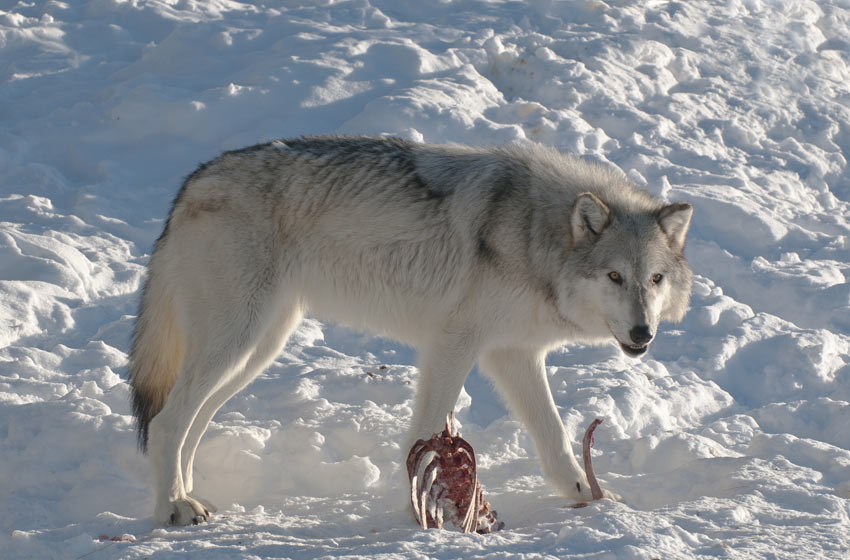 Ein weißer Wolf mit einem Tierkadaver
