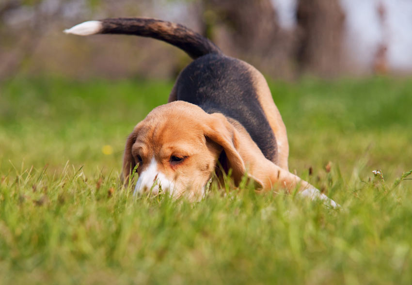 Ein wundervoller kleiner Beagle Welpe streift im Garten herum