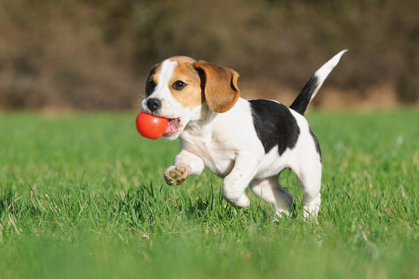 Een jonge beagle puppy speelt met een bal