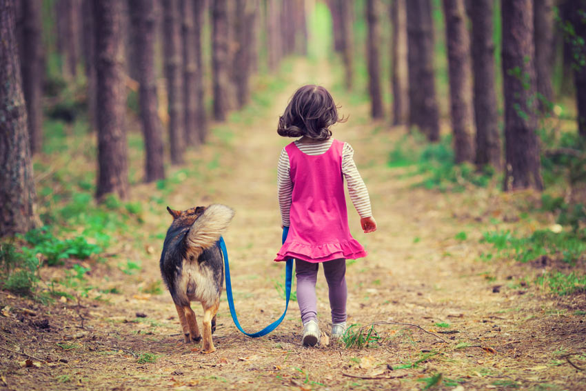 Ein junges Mädchen führt ihren gehorsamen Hund auf einem Waldspaziergang