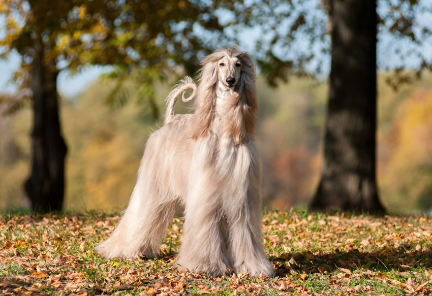 Ein Afghanischer Windhund mit wunderschönem langen Fell 