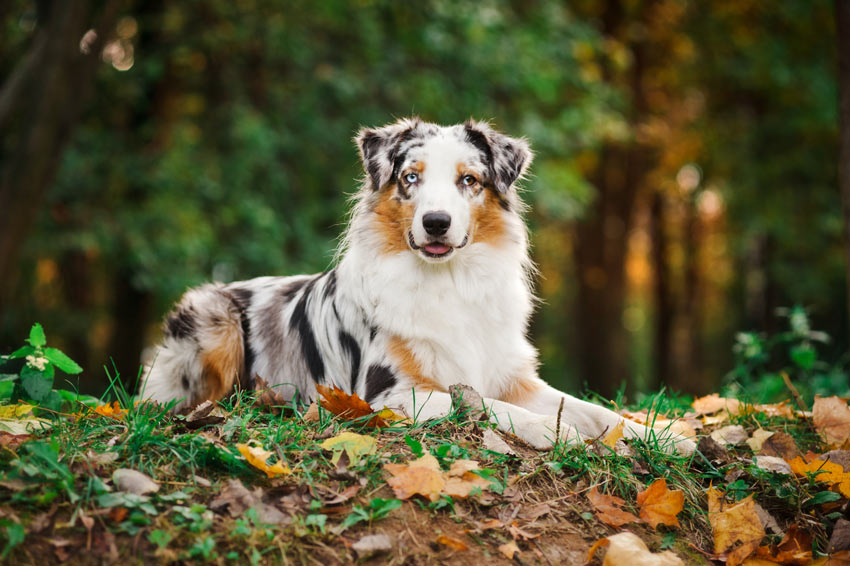 An Australian Shepherd Dog with a thick double coat