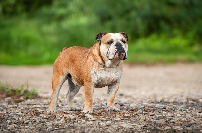 Eine Englische Bulldogge steht aufrecht und sicher