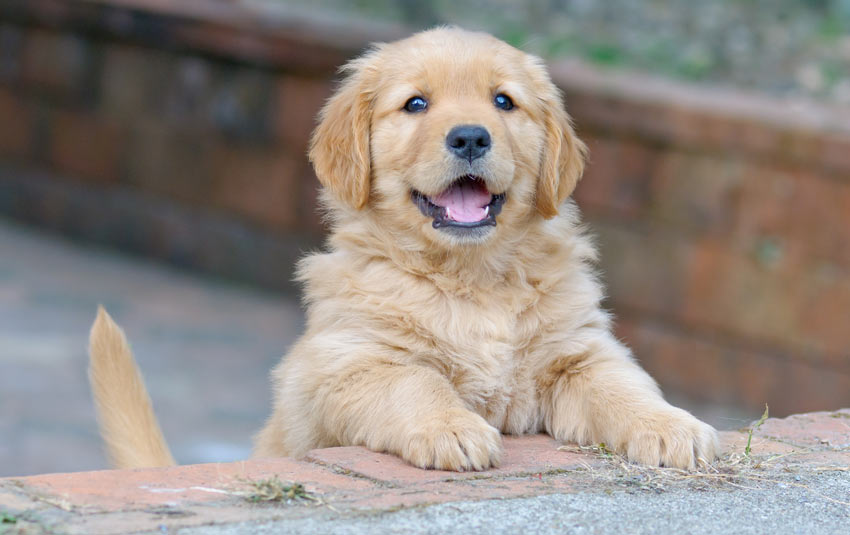An adorable litle Golden Retriever puppy