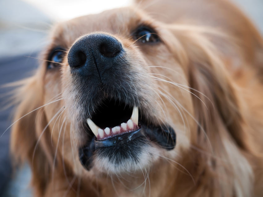 An angry Golden Retriever barking at another dog