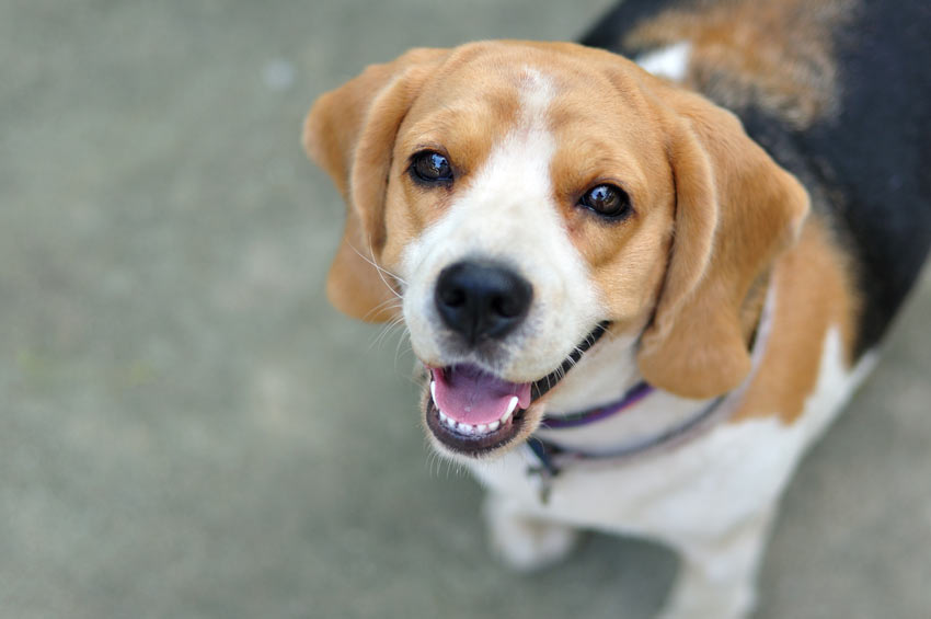 Een gehoorzame beagle kijkt omhoog