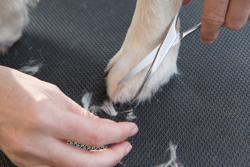 How to groom your dogs paws