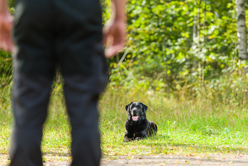 Eine schwarzer Labrador wird darin erzogen, Platz zu machen und zu warten
