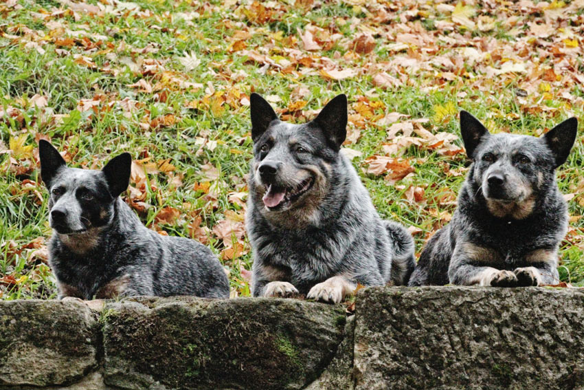 Three Australian Cattle Dogs with thick medium coats