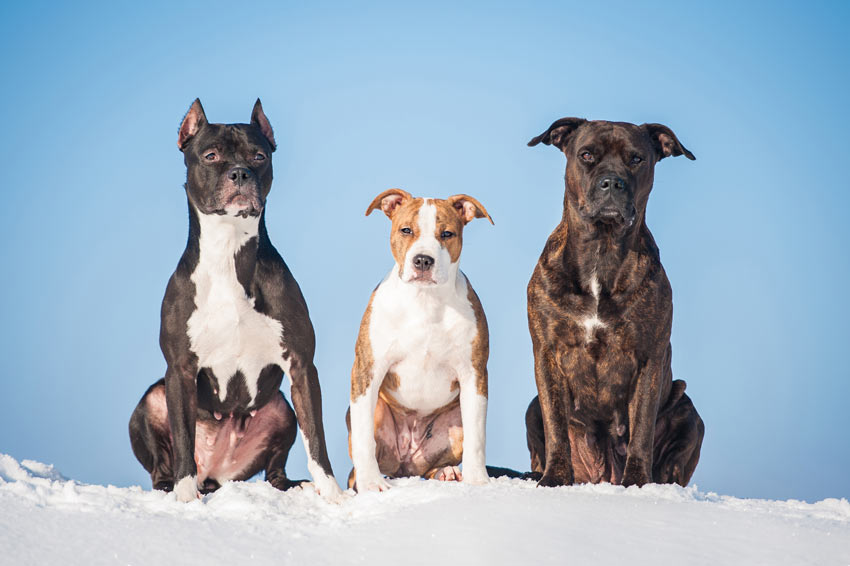 Three magnificent Bull Terriers sitting next to each other